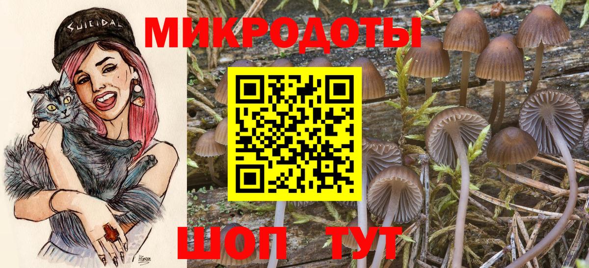 Галлюциногенные грибы Psilocybine cubensis Новоалтайск